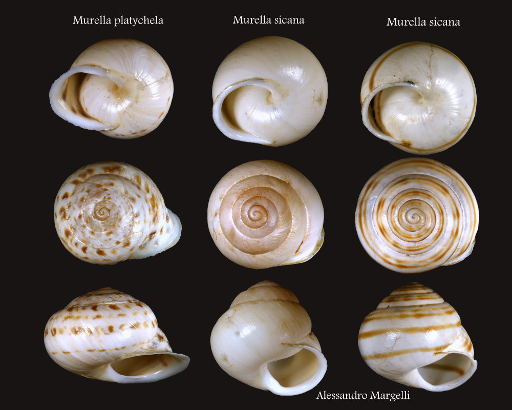 Molluschi della collezione F. Min Palumbo